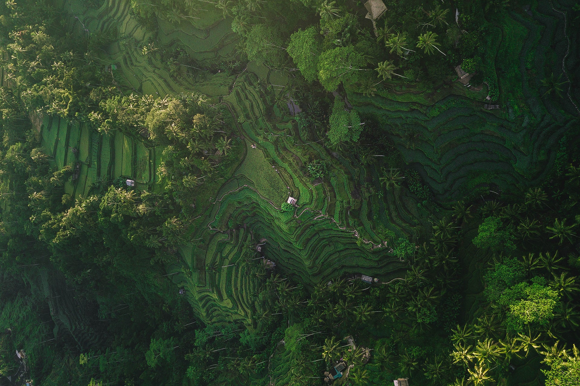 Exotische grüne Waldlandschaft mit Palmen und Feldern