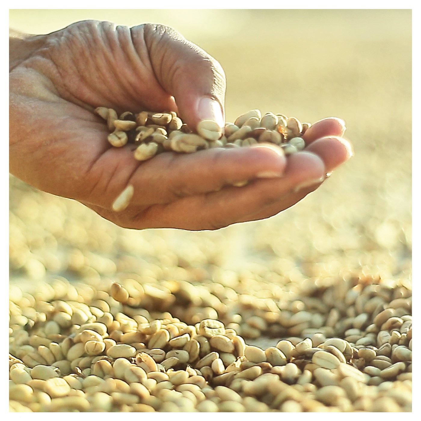 Hand mit gewaschenen Kaffeebohnen