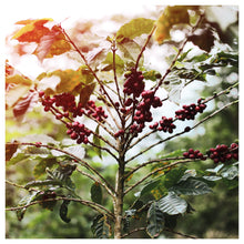 Lade das Bild in den Galerie-Viewer, Cortegas Kaffeepflanze aus der Dominikanischen Republik 
